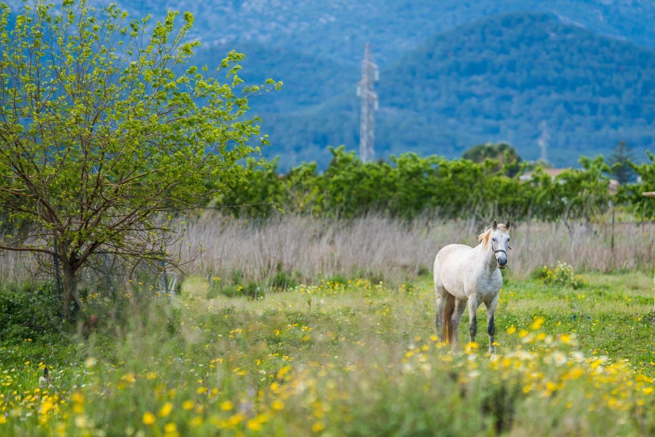 Вілла Traumhafte Finca Son Senyor - Mit Pferdekoppel Са Побла Екстер'єр фото